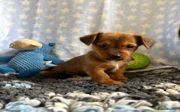 Mixed Breed dogs for sale: Stunning Tiny Yorkie Jack puppies  - Image 12