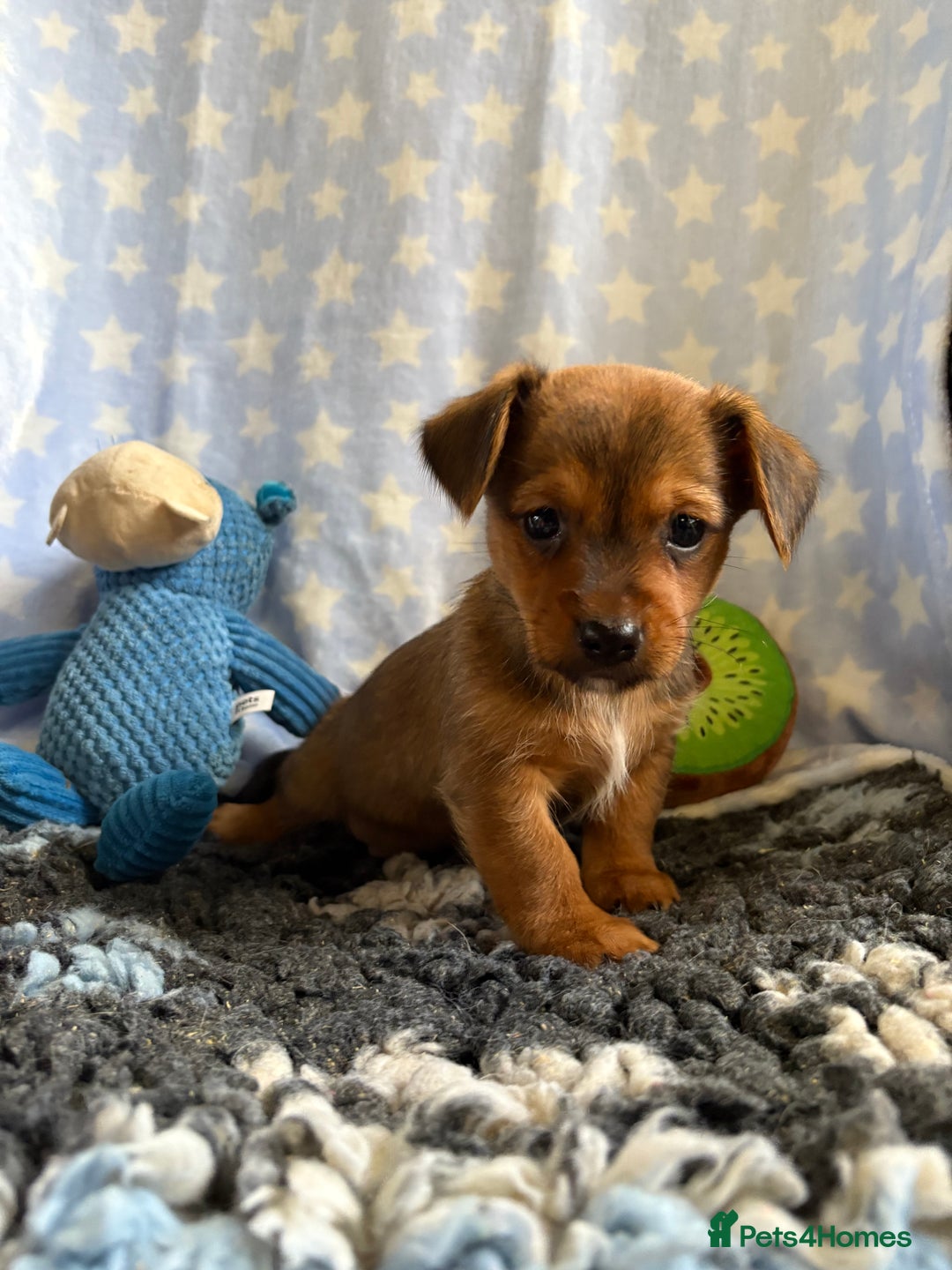 Mixed Breed dogs for sale: Stunning Tiny Yorkie Jack puppies  - Image 12