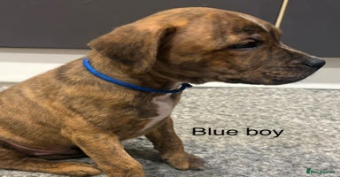 Staffordshire Bull Terrier dogs - Advert 7