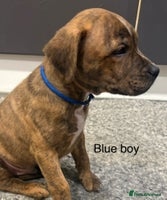 Staffordshire Bull Terrier dogs - Advert 12