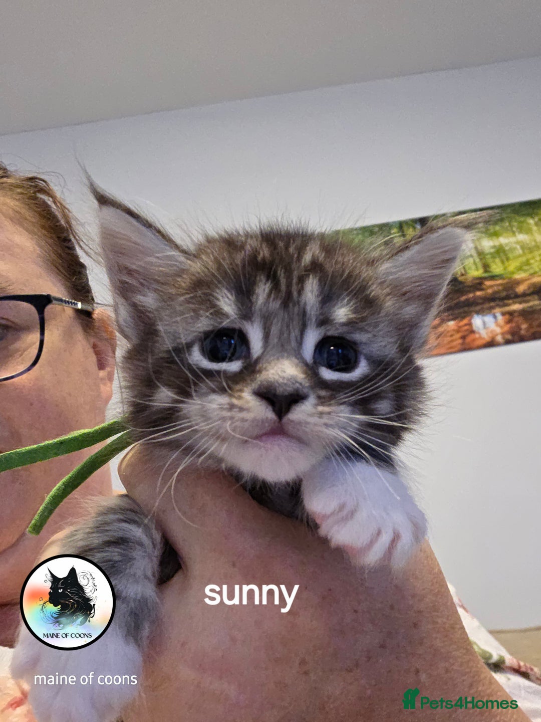 Maine Coon cats for sale: Maine coon kittens - Image 19