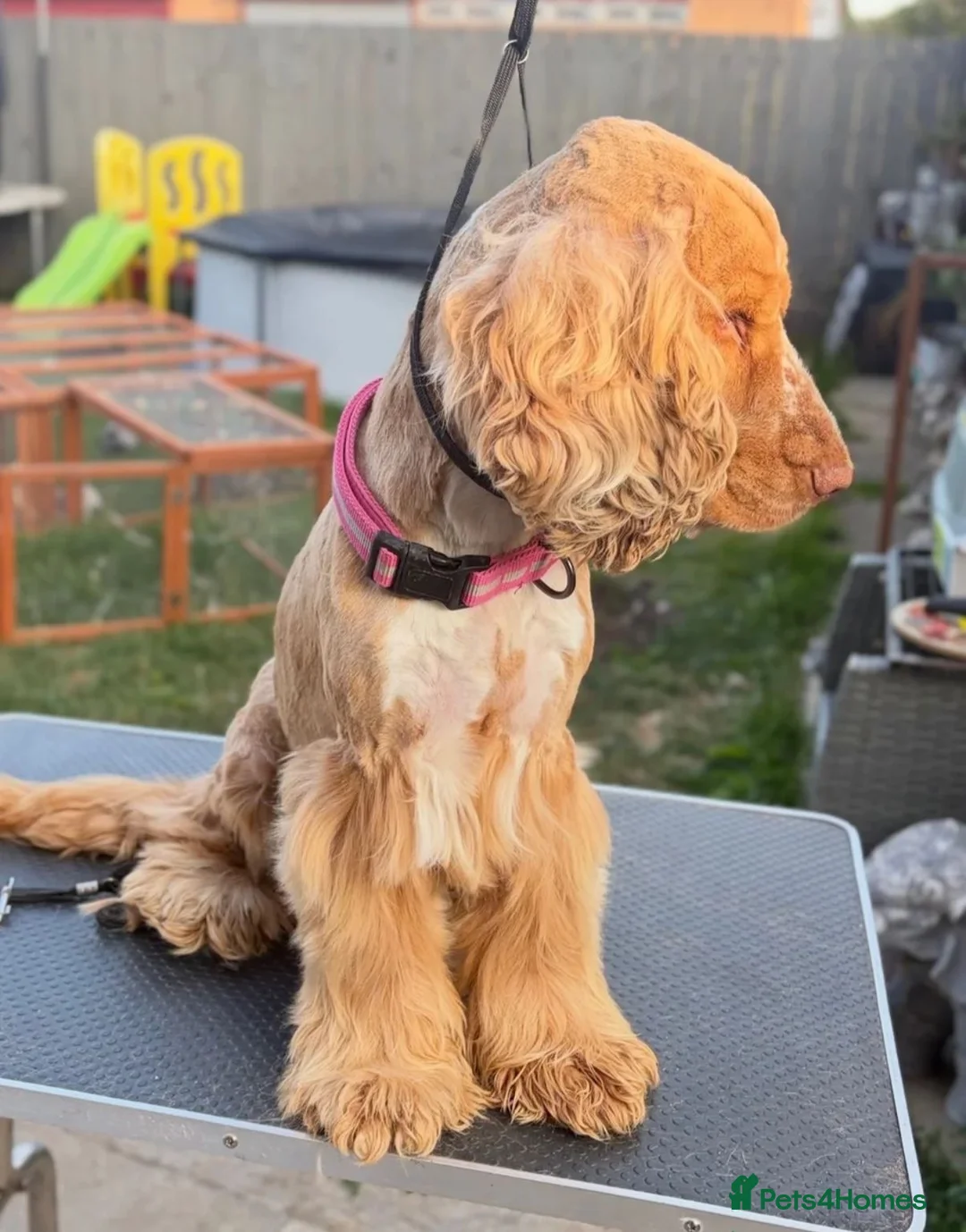 Cocker Spaniel dogs for stud: Kc registered show type cocker spaniel  in Bradford - Advert 2