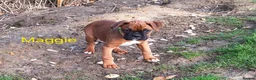 Boxer dogs for sale: Female boxer puppy kc reg 5 star licence  - Advert 3