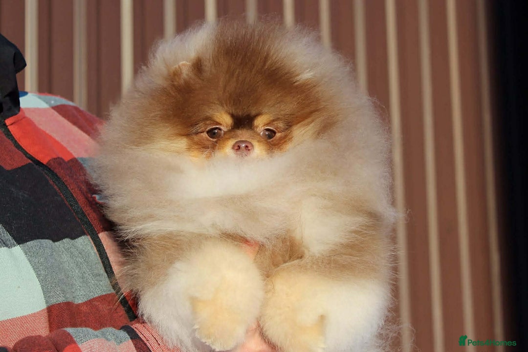 Pomeranian dogs for stud: Top quality proven Pomeranian stud  - Advert 2