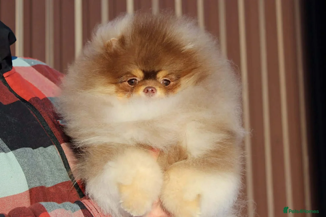 Pomeranian dogs for stud: Top quality proven Pomeranian stud  - Advert 2