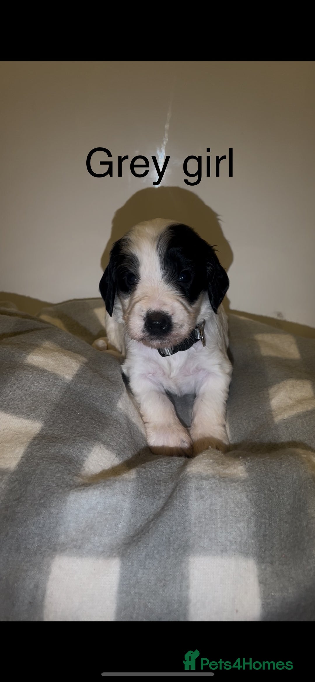 Cockapoo dogs for sale: Cockapoo puppies - Image 16