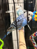 Budgerigars birds Budgies for sale male and female 6 months old - Advert 2