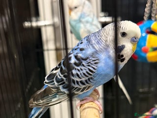 Budgerigars birds Budgies for sale male and female - Advert 15