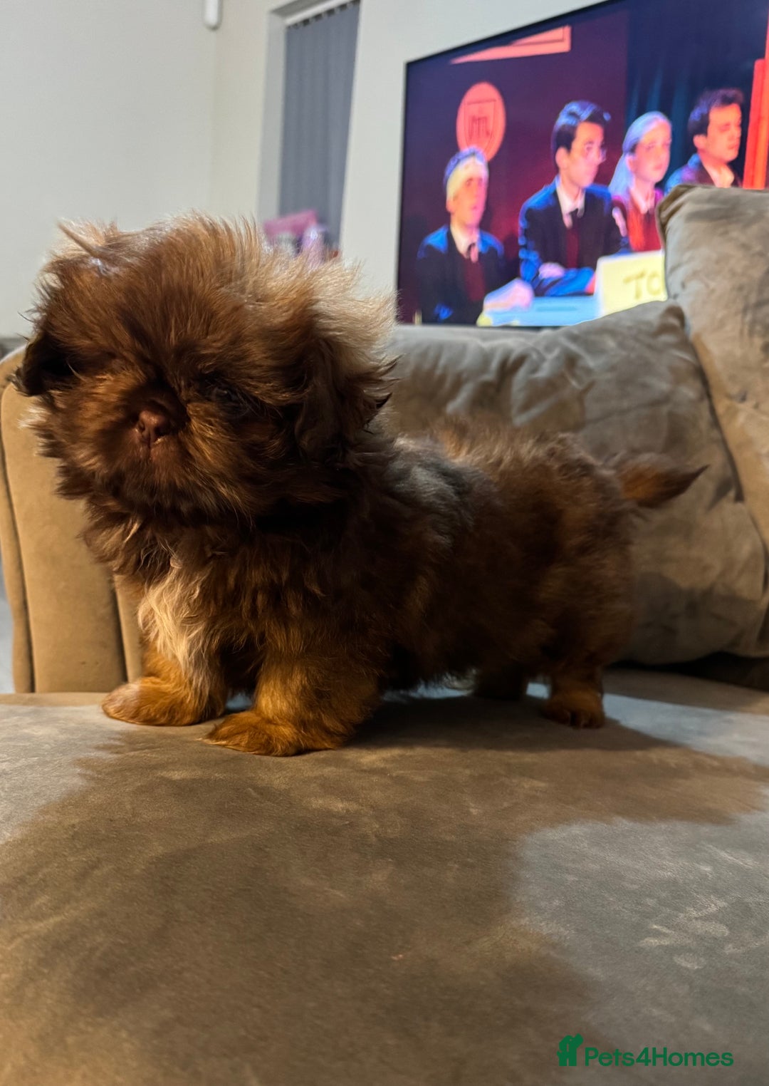 Shih Tzu dogs for sale: Chocolate imperial shihtzu puppies READY NOW - Advert 2