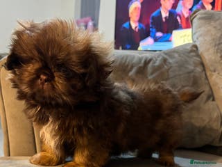 Shih Tzu dogs Chocolate imperial shihtzu puppies READY NOW - Advert 1