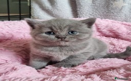British Shorthair cats for sale: AMAZING BRITISH SHORHAIR KITTENS!!! - Image 6