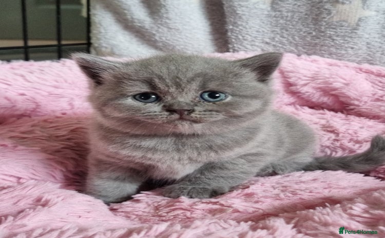 British Shorthair cats - Advert 3