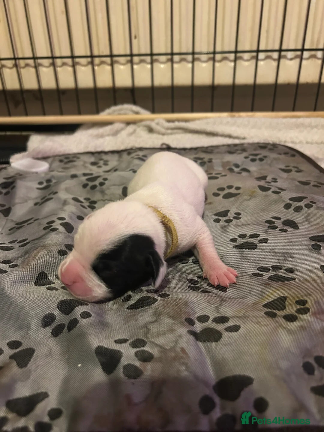 Mixed Breed dogs for sale: 7 gorgeous American Bulldog x Springer Spaniel - Advert 21