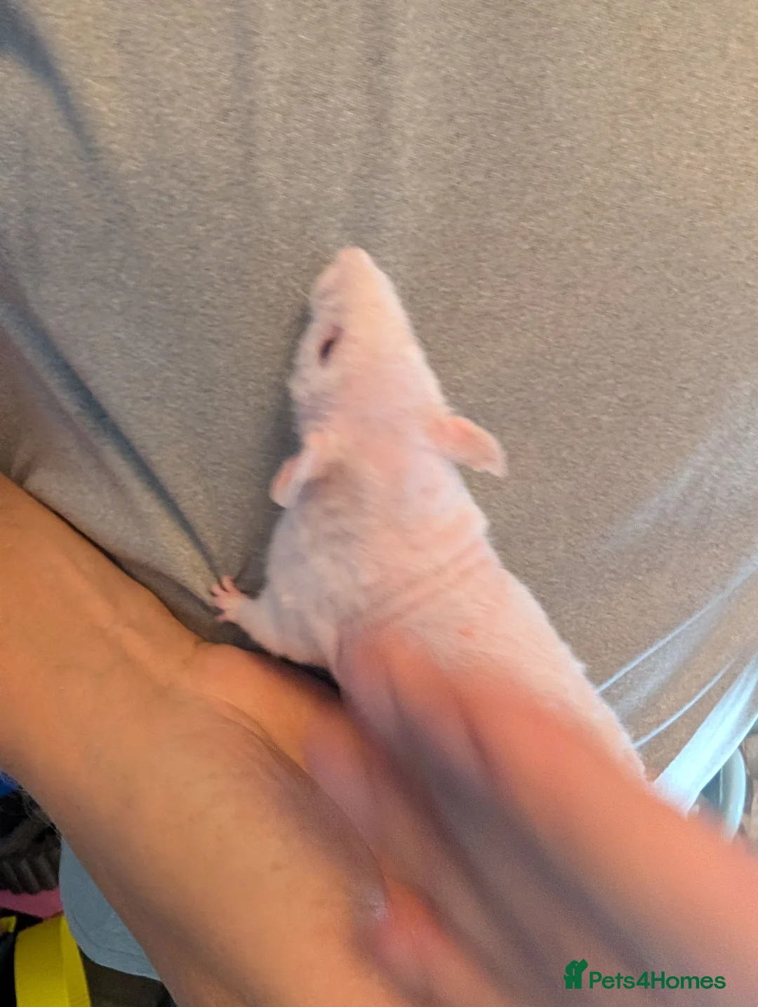 Rat rodents for sale: Female Dumbo rex rats x 4 - Advert 8
