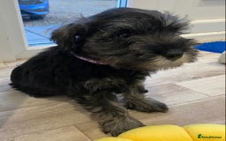 Miniature Schnauzer dogs for sale: Miniature Schnauzer Puppies-  - Image 15