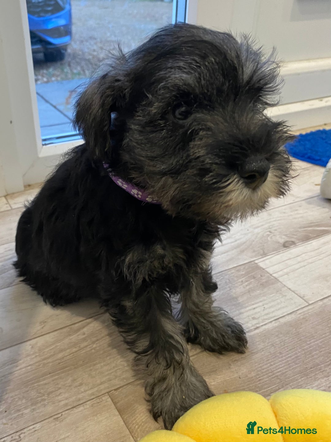 Miniature Schnauzer dogs for sale: Miniature Schnauzer Puppies-  - Image 15