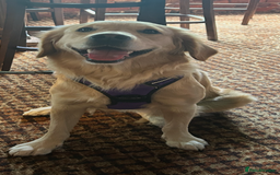 Golden Retriever dogs for sale: TRAINED KC 2YR GENTLE GIRL - Image 2