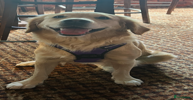 Golden Retriever dogs - Advert 3