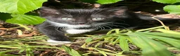 Mixed Breed cats for sale: Farm kittens looking for their forever home. in Wrexham - Advert 6