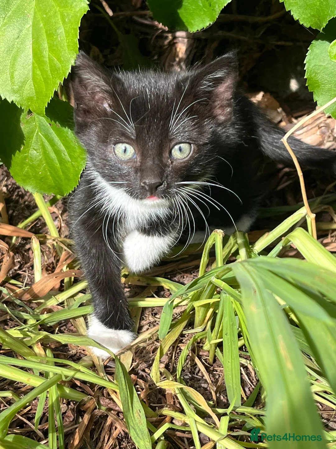 Mixed Breed cats for sale: Farm kittens looking for their forever home. in Wrexham - Advert 6
