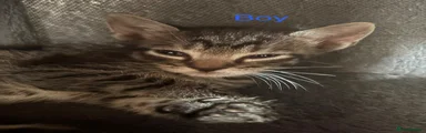 Tabby boy 