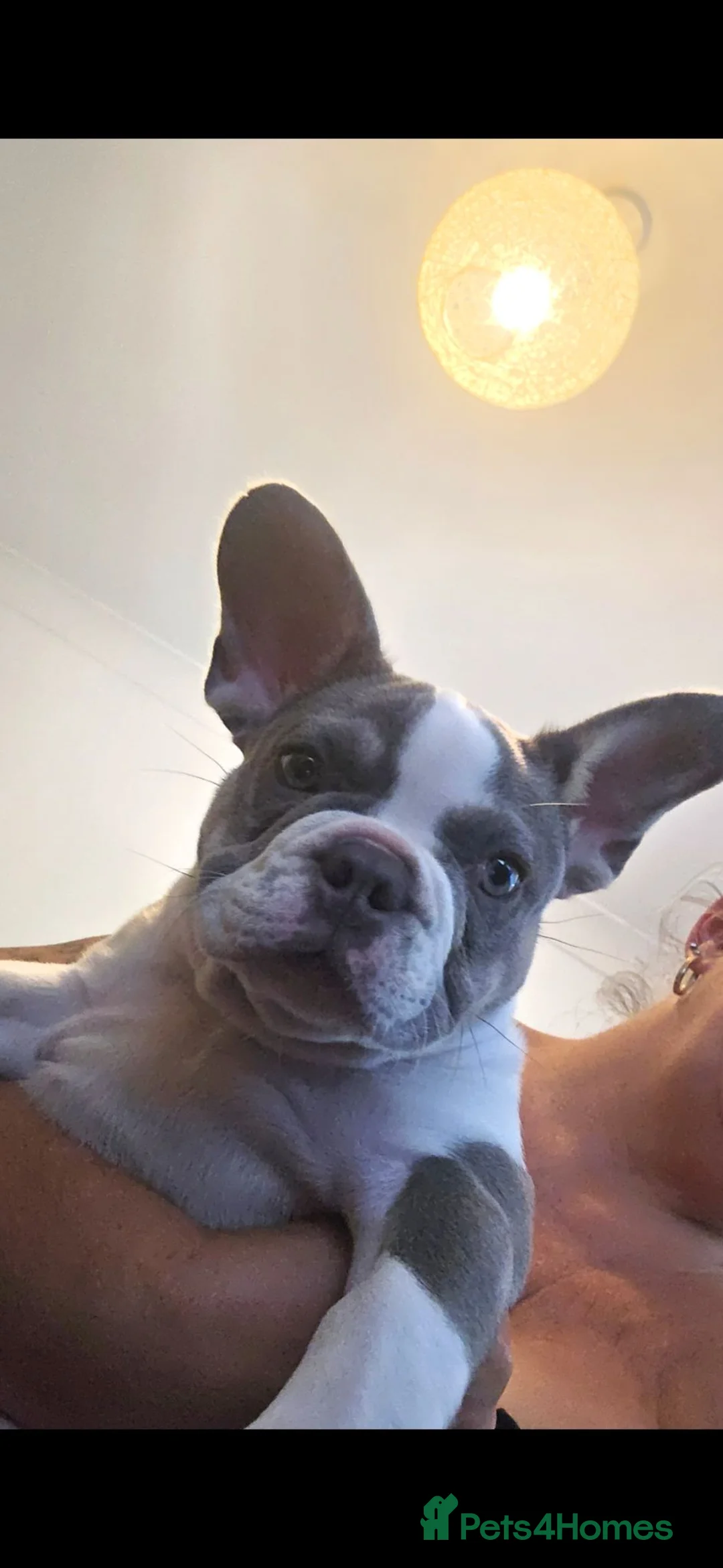 French Bulldog dogs for sale: Pebbles 14 weeks and amazing x - Advert 2