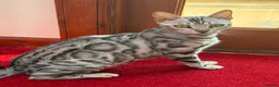 Bengal cats for sale: Bengal x  in Dumfries - Advert 1