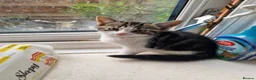 Mixed Breed cats for sale: Three kittens to rehome for free in Borehamwood - Advert 2