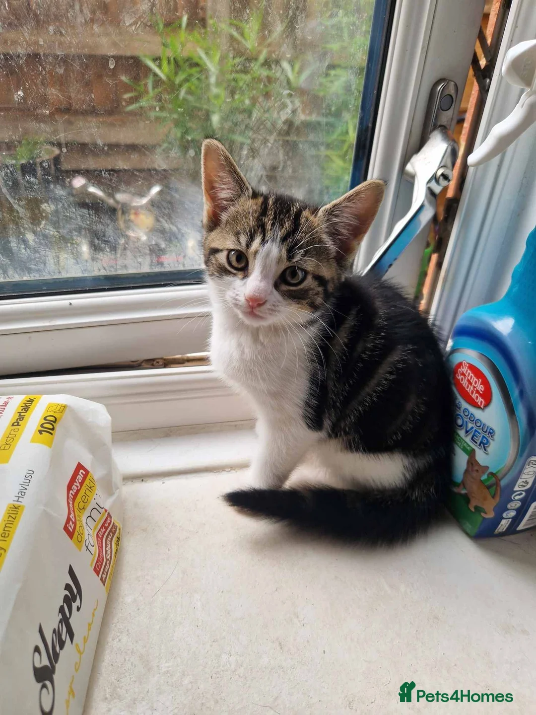 Mixed Breed cats for sale: Three kittens to rehome for free in Borehamwood - Advert 2