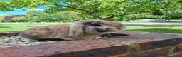 Mini Lop rabbits for sale: Mini lop rabbit - Advert 4