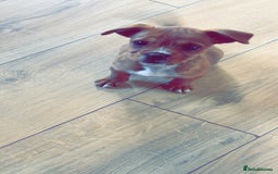 Jug dogs for sale: Last female jug puppy ready now  - Image 4