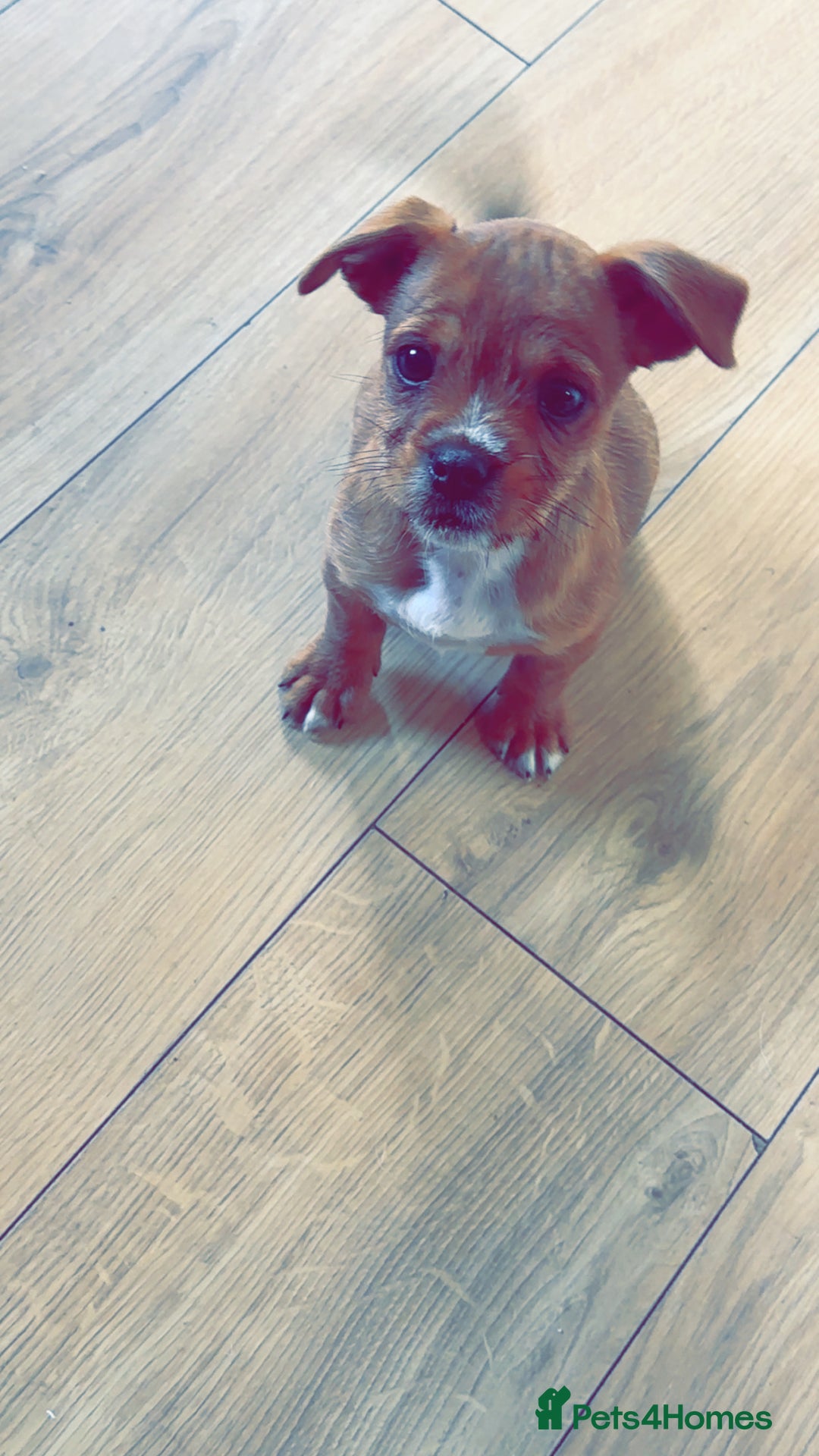Jug dogs for sale: Last female jug puppy ready now  - Image 4