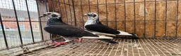 Pigeons birds for sale: TIGER GRIZZLED RACING PIGEONS FOR SALE - Advert 10