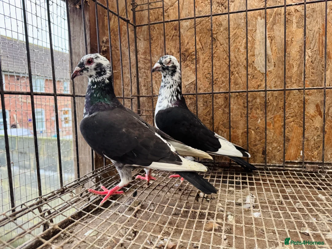Pigeons birds for sale: TIGER GRIZZLED RACING PIGEONS FOR SALE - Advert 10