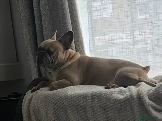 French Bulldog dogs Milo for stud - Advert 1