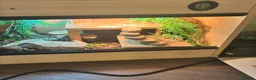 Bearded Dragon reptiles for sale: Bearded dragon  in Mexborough - Advert 3