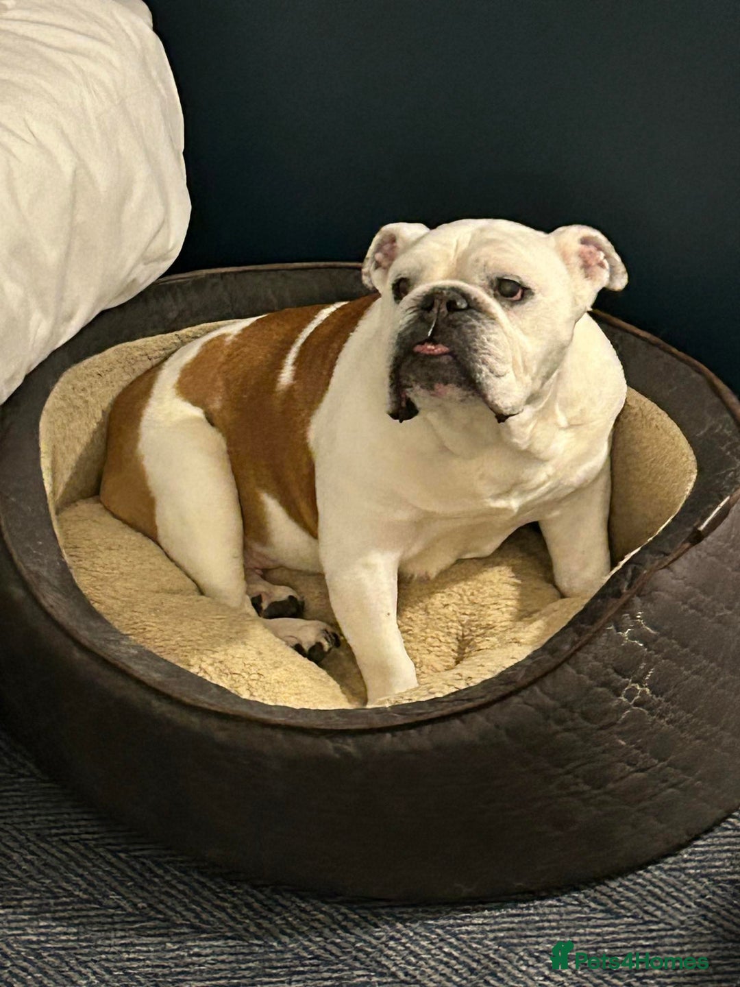 English Bulldog dogs for sale: English Bulldog Looking For New Home  - Advert 7