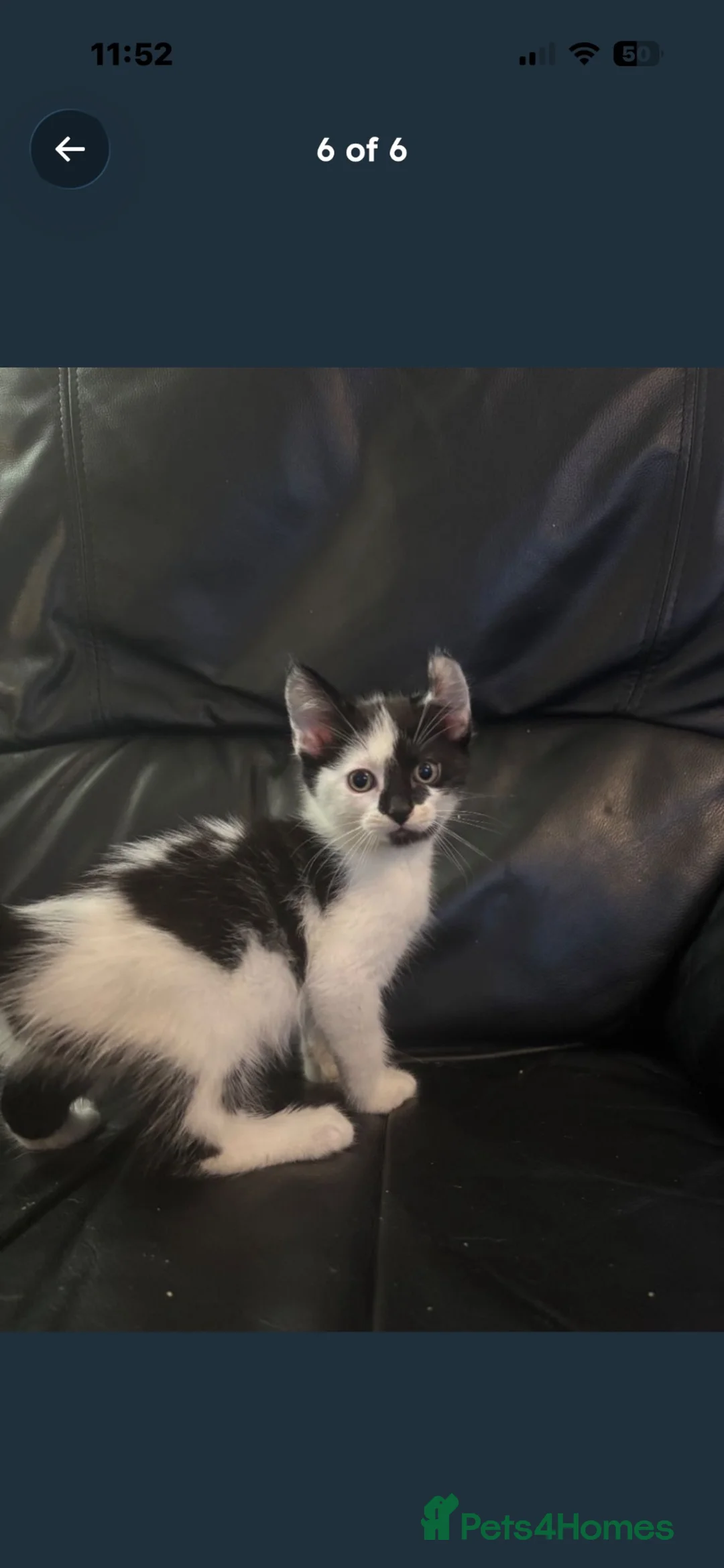 Mixed Breed cats for sale: Kittens - Advert 6
