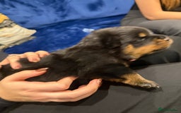 Rottweiler dogs for sale: Rottweiler puppies  - Image 5