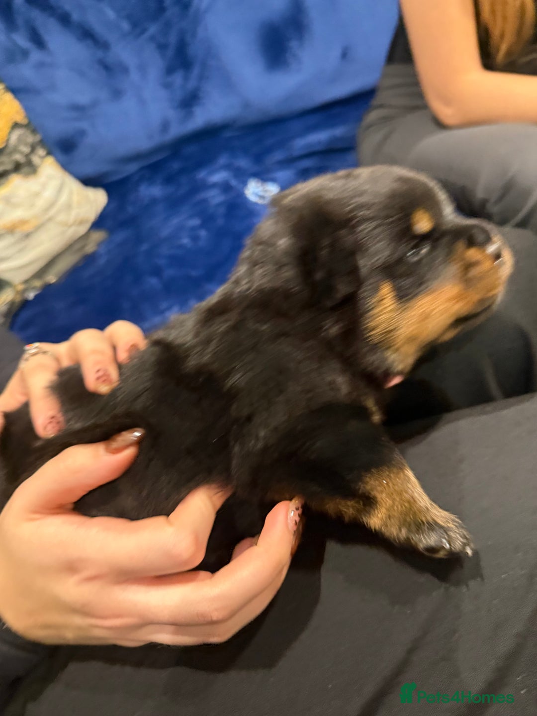 Rottweiler dogs for sale: Rottweiler puppies  - Image 5