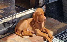 Hungarian Vizsla dogs for sale: Gorgeous bouncy and healthy vizsla pups - Image 7