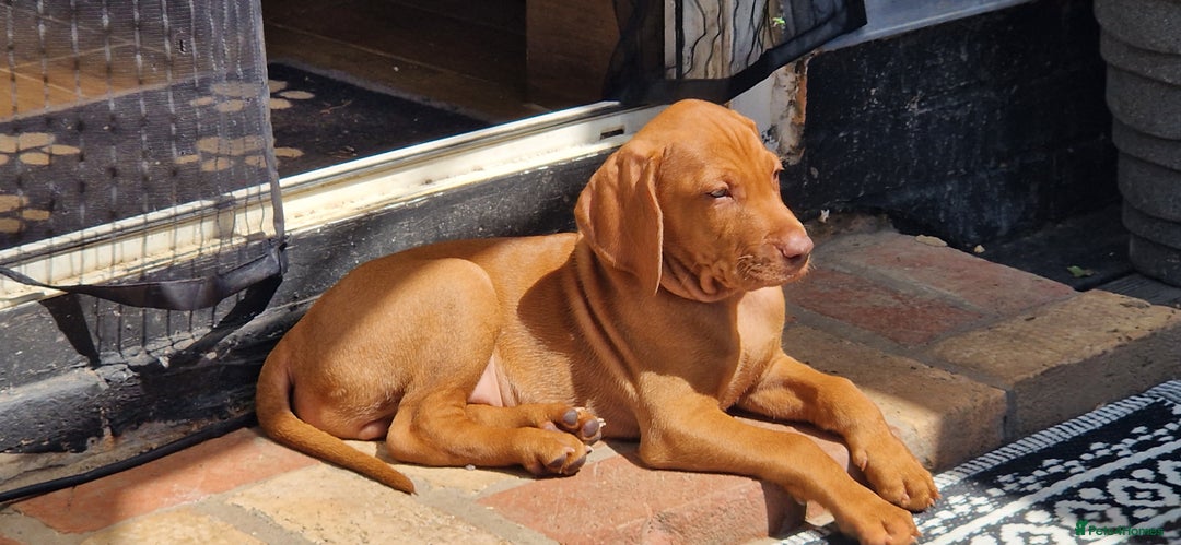 Hungarian Vizsla dogs for sale: Gorgeous bouncy and healthy vizsla pups - Image 7