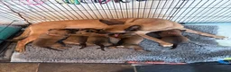 Belgian Shepherd Dog dogs for sale: Belgian Malinois Puppies – £1200 – Reigate, Surrey - Advert 7