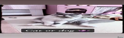 British Longhair cats for sale: Our Beautiful Hugo - Advert 10