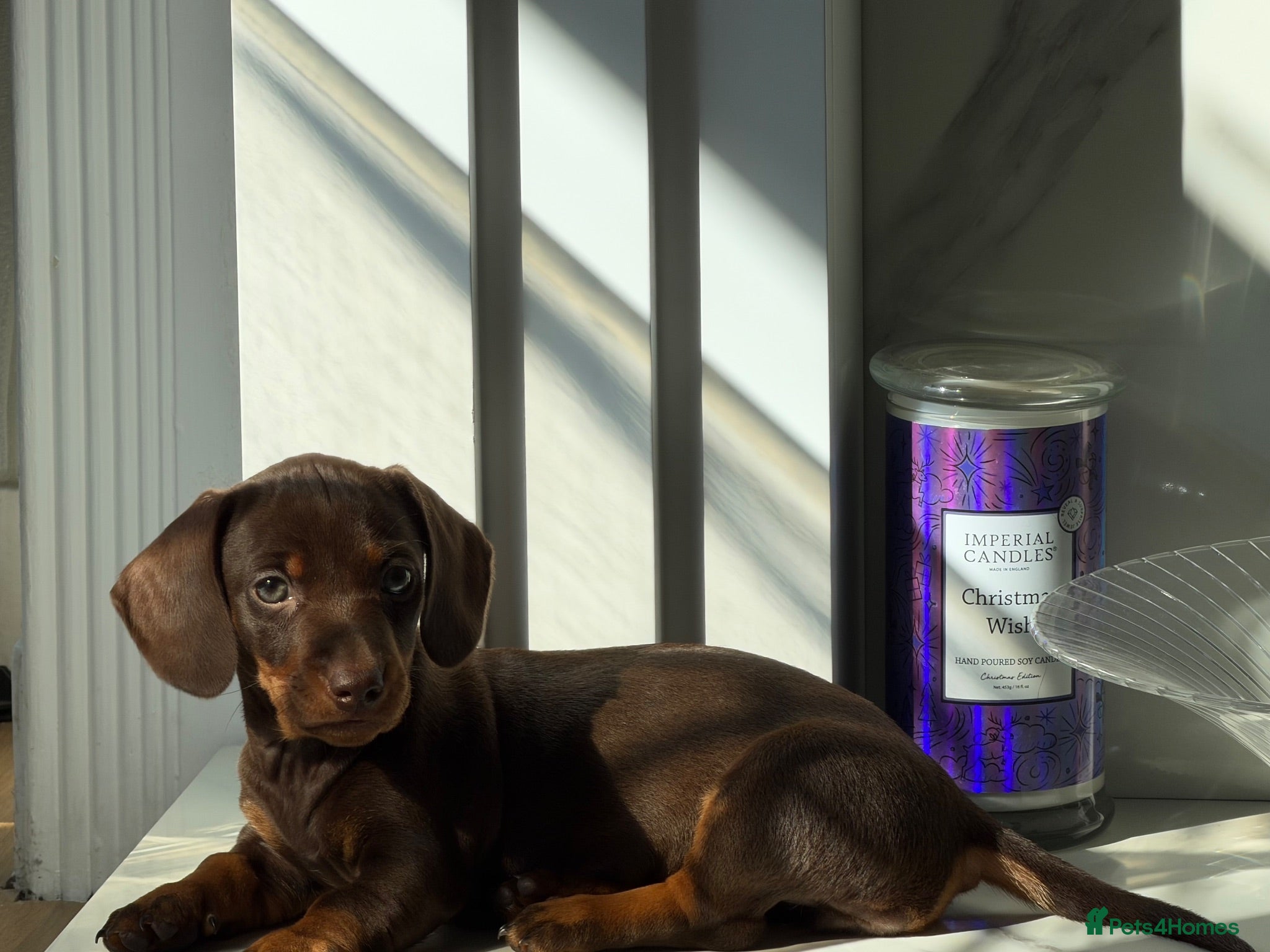 Dachshund dogs Dachshund puppy for sale - Advert 1
