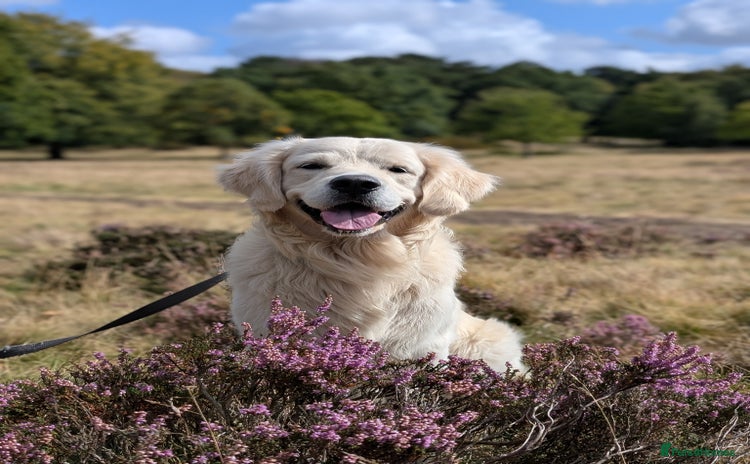 Golden Retriever dogs in Birmingham - Advert 2