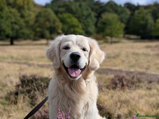 Golden Retriever dogs in Birmingham - Advert 3