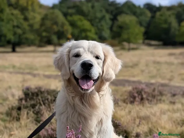 Golden Retriever dogs for stud: Polish Import KC registered Golden Retriever stud - Advert 1