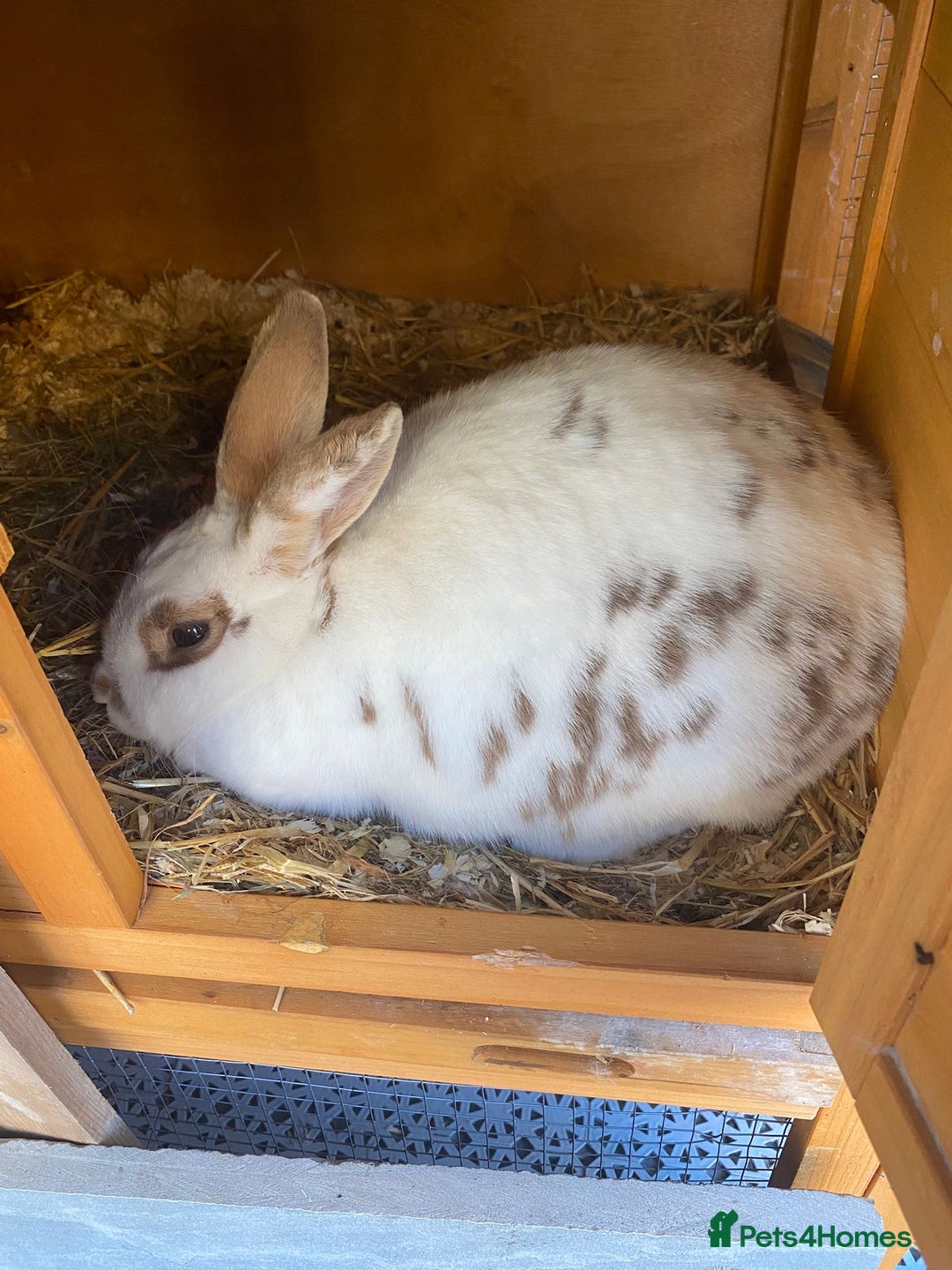 Mini Lop rabbits for sale: Baby rabbits coming soon - Advert 4