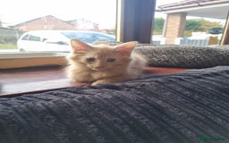 Mixed Breed cats for sale: Fluffy ginger boy  - Image 5